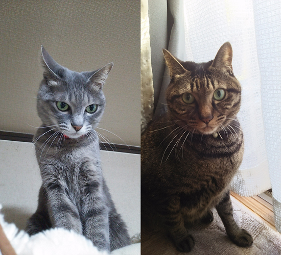 今年も仲が悪かった2匹