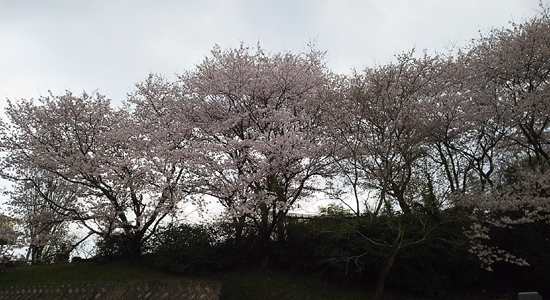 我が家から徒歩30秒の桜