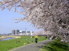 見事な桜の風景でした！