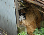 20110603.jpg