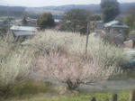 20120526d.JPG