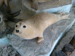 20151030e.JPG