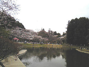 公園内の池と桜