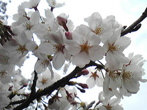 桜のアップ
