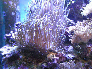 イソギンチャク