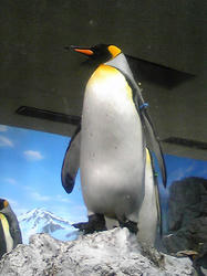 オウサマペンギン