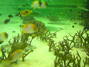 トロピカルアイランド