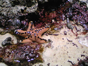 メタボなヒトデ