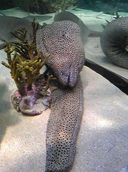 二つ折りのうつぼ