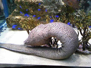 二つ折りうつぼ裏