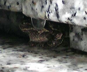 お墓のカエル秋