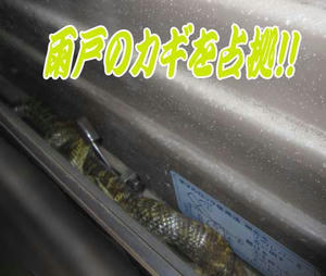 雨戸のカギ占拠