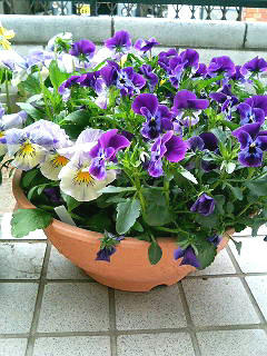 暴力的パンジー