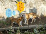 tiger1.jpg
