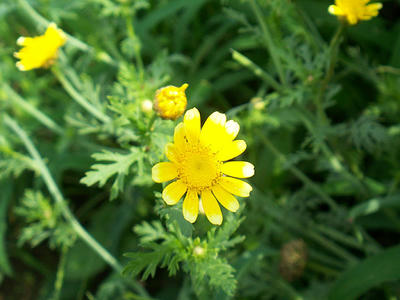 shungiku