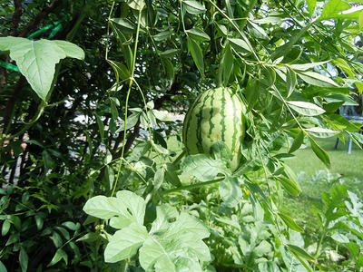 DSCN0035.JPG