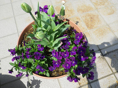 IMGP0171.jpg