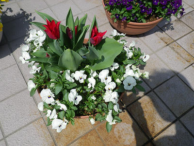 IMGP0170.jpg