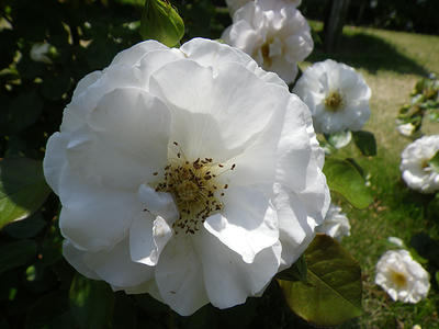 IMGP0311.JPG