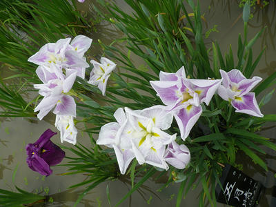 IMGP0437.JPG