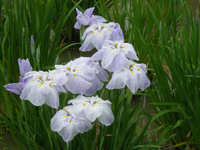 IMGP0438.JPG