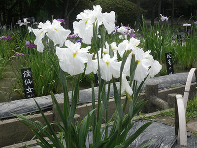 IMGP0443.JPG
