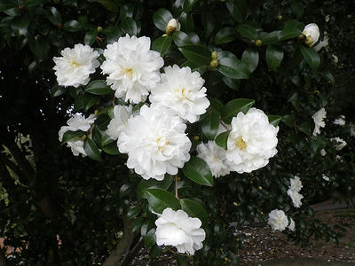 IMGP0875.JPG
