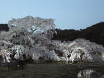 sakura1.JPG