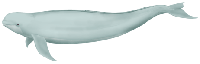 iru17.gif