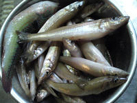 SN3J0916.JPG