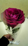 e5729914.jpg