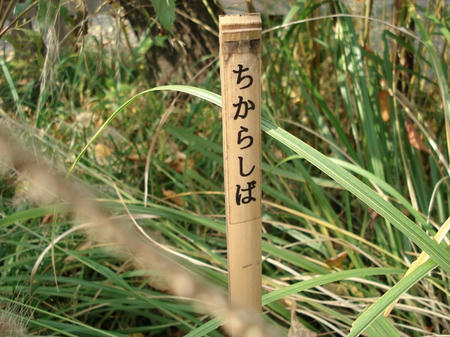 力芝.jpg