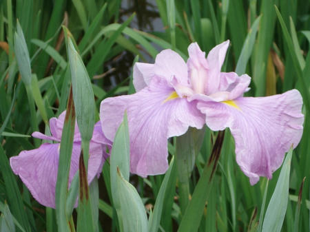 花菖蒲　駒繋.jpg