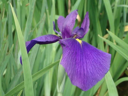 花菖蒲　長井小紫.jpg