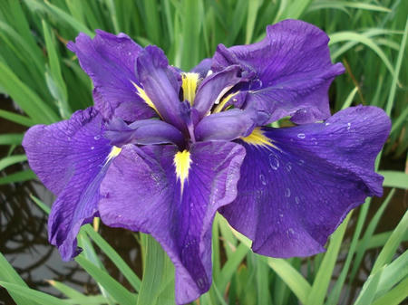 花菖蒲　王昭君.jpg