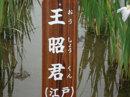 花菖蒲　王昭君.jpg