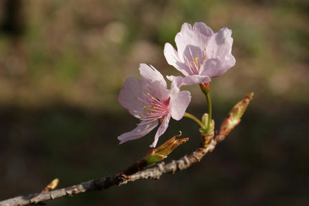 ２０１１年３月　気ままに伝言板