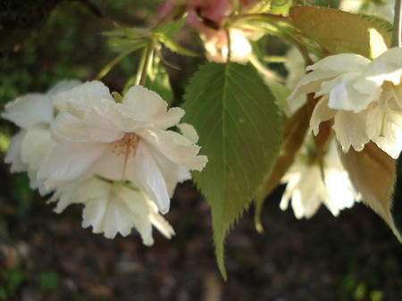 ２０１１年４月　気ままに伝言板