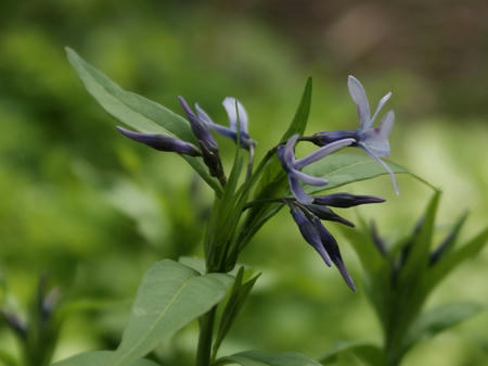 ２０１１年５月　気ままに伝言板