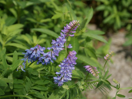 ２０１１年６月　気ままに伝言板