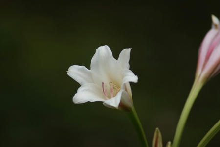 ２０１２年６月　気ままに伝言板