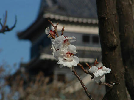 DSCF0042.JPG