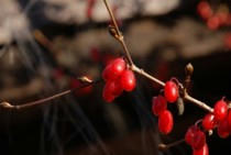 DSC_0150.JPG