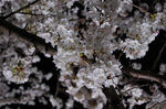s-DSC_0091.jpg
