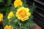 20130731-2.JPG