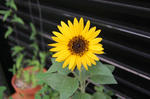 20130731-1.JPG
