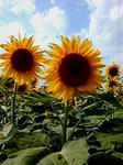 20080810153159.jpg