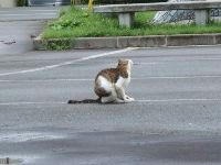 男鹿のねこ様