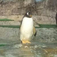ぺんぎんたーん