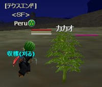 カカオかりかり
